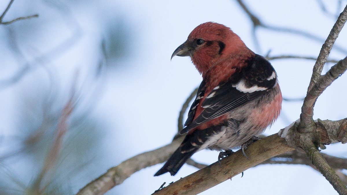 båndkorsnebb - ML647718325