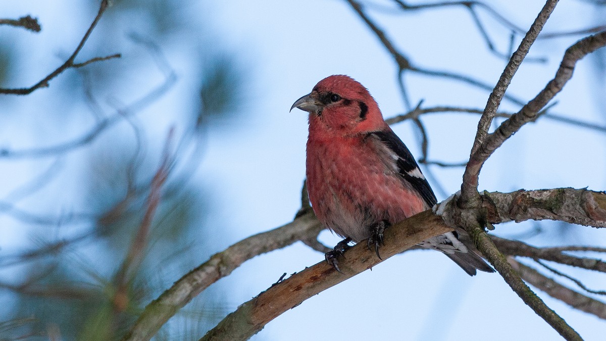 båndkorsnebb - ML647718326