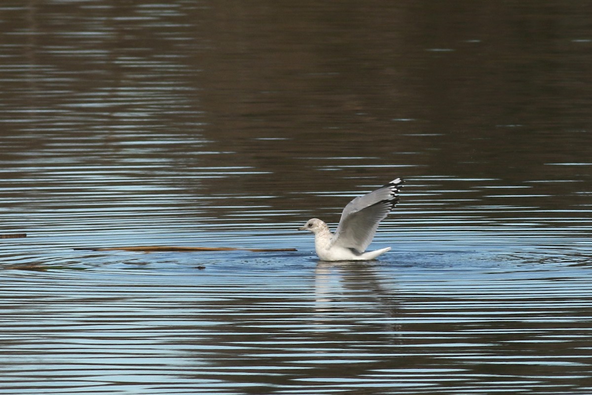 Gaviota de Alaska - ML647718327