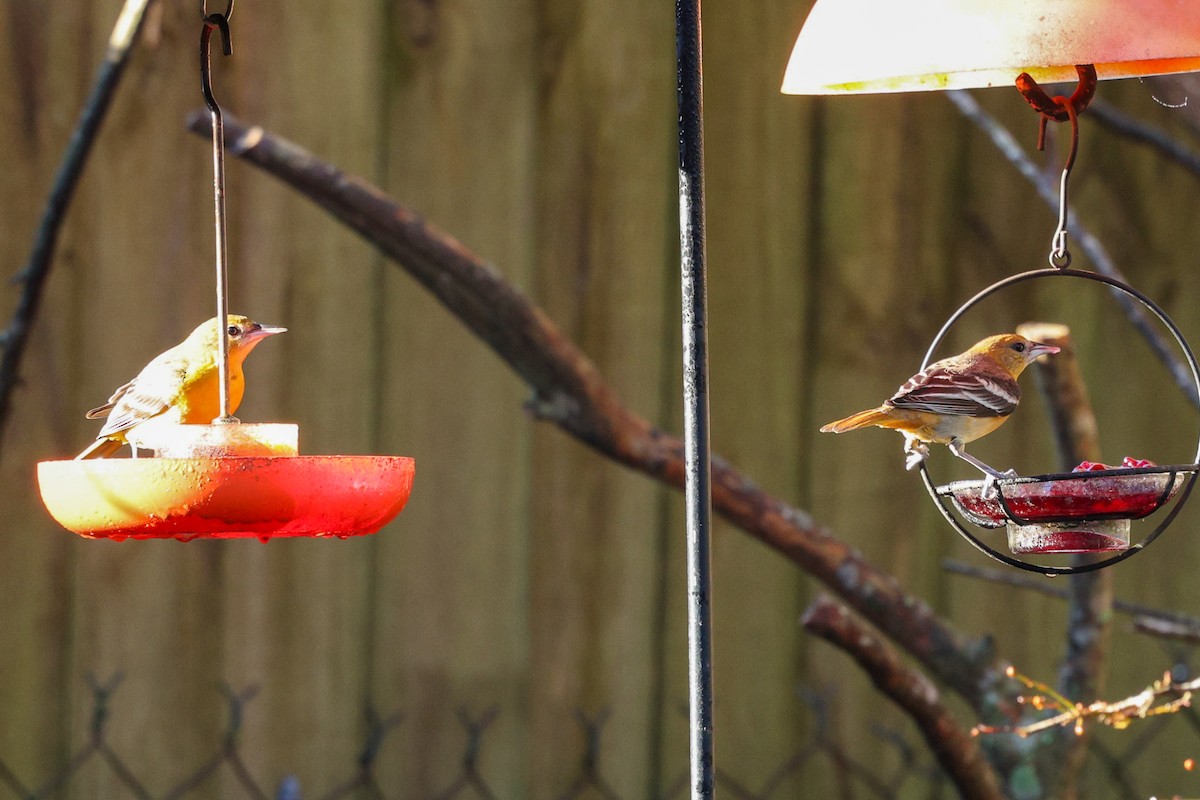 Балтиморский трупиал - ML647718328