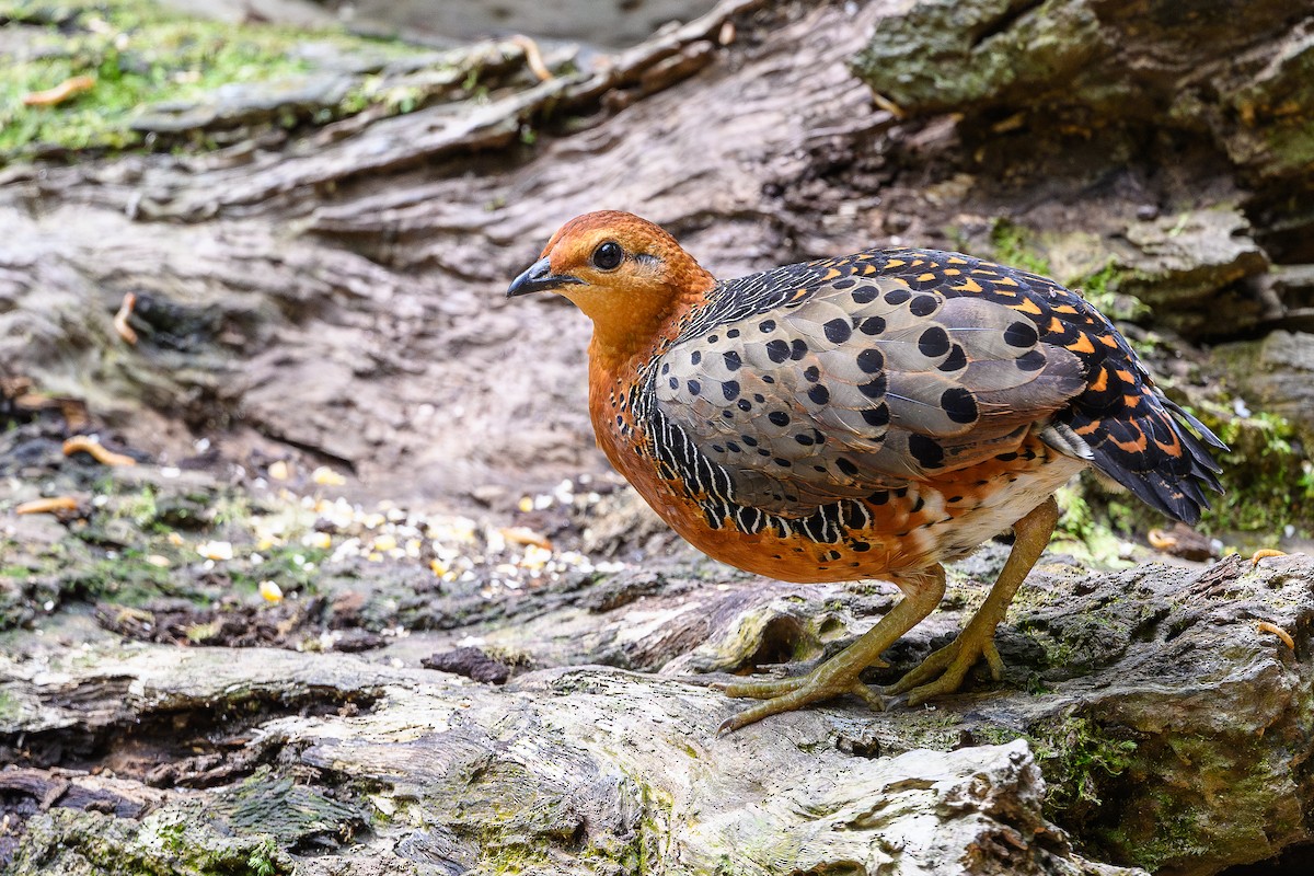 Kırmızı Başlı Kara Keklik - ML647718347