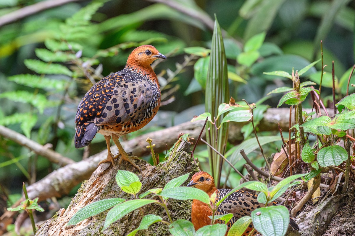 Kırmızı Başlı Kara Keklik - ML647718348