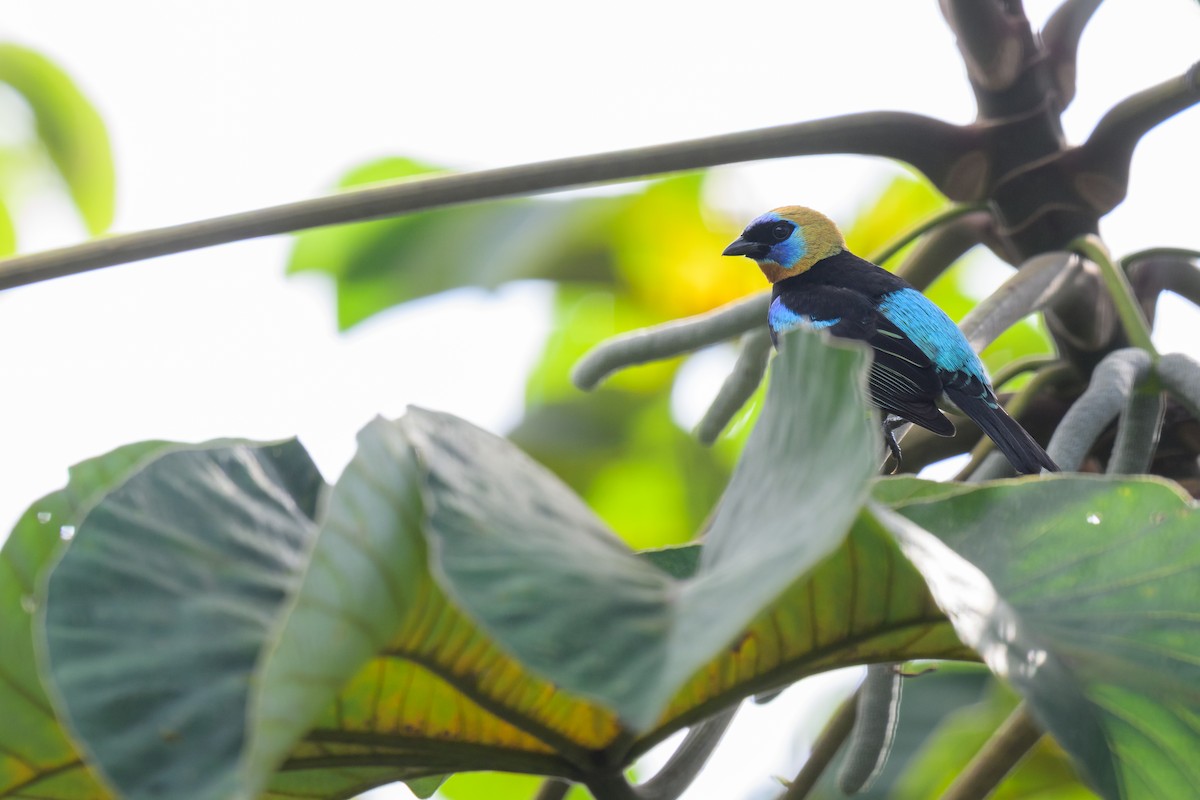 Goldscheiteltangare - ML647718379