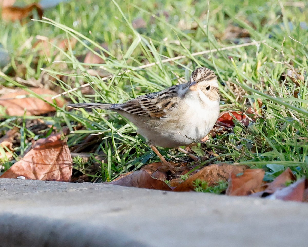 Chingolo Pálido - ML647718382