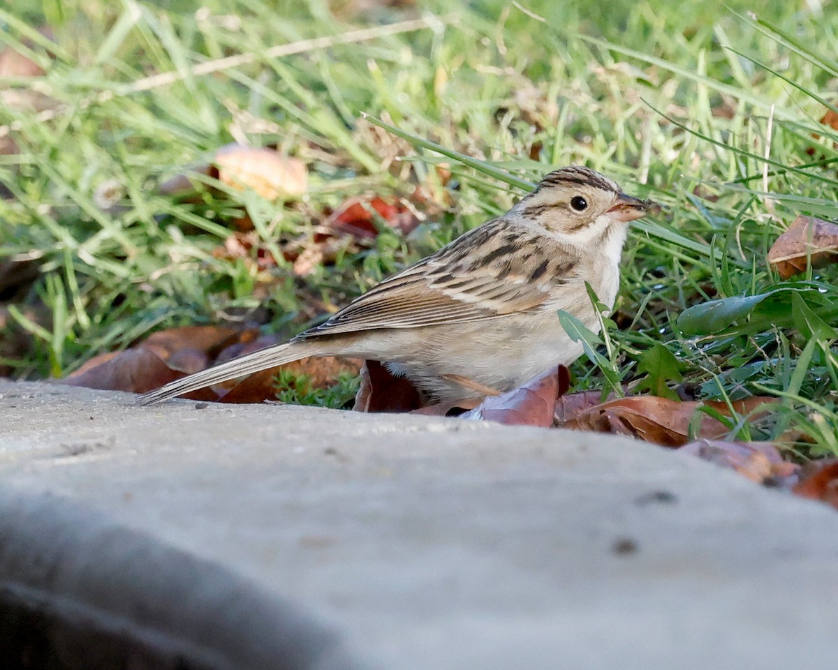 Chingolo Pálido - ML647718383