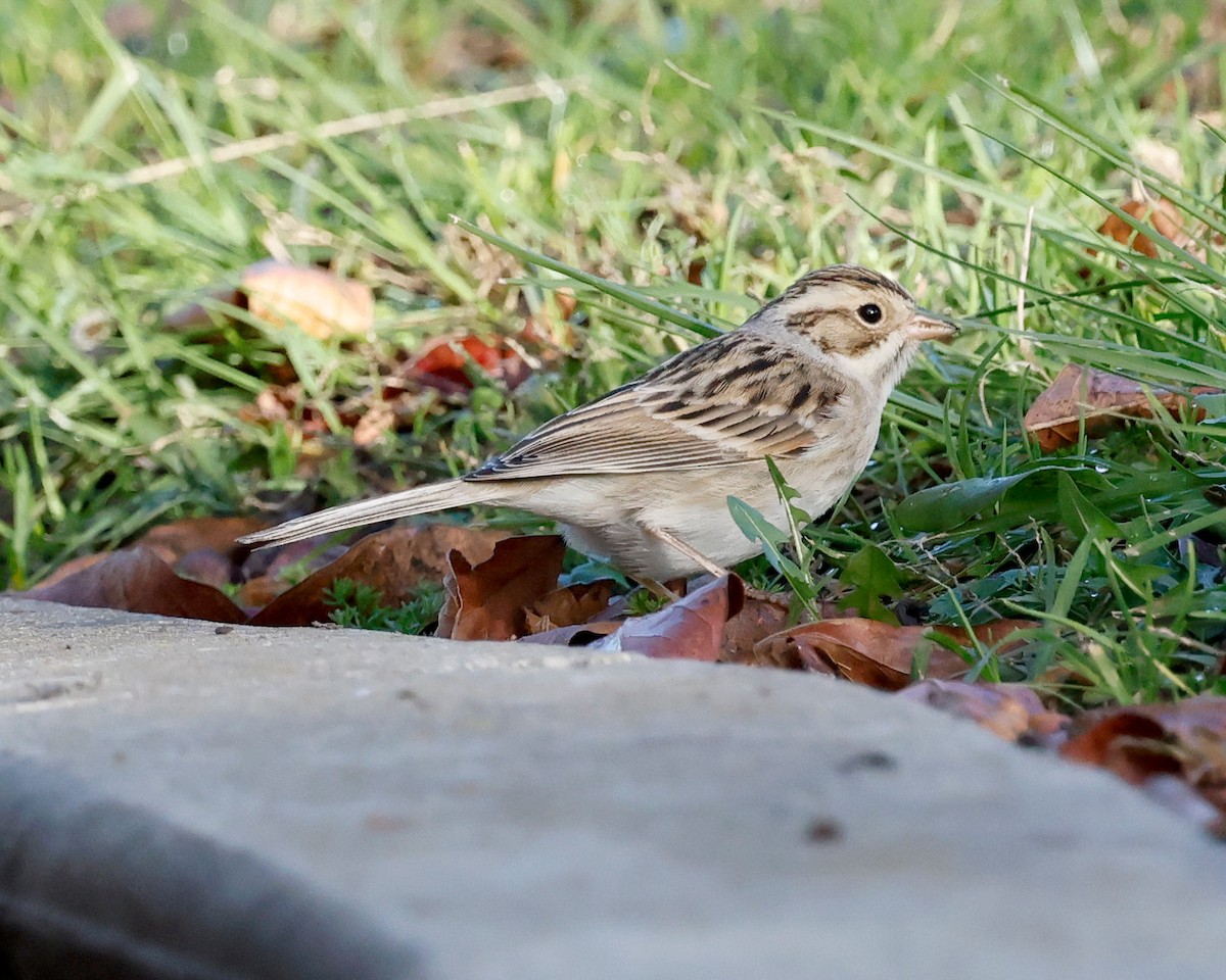 Chingolo Pálido - ML647718384