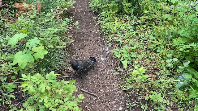 tetřívek kanadský - ML647718386