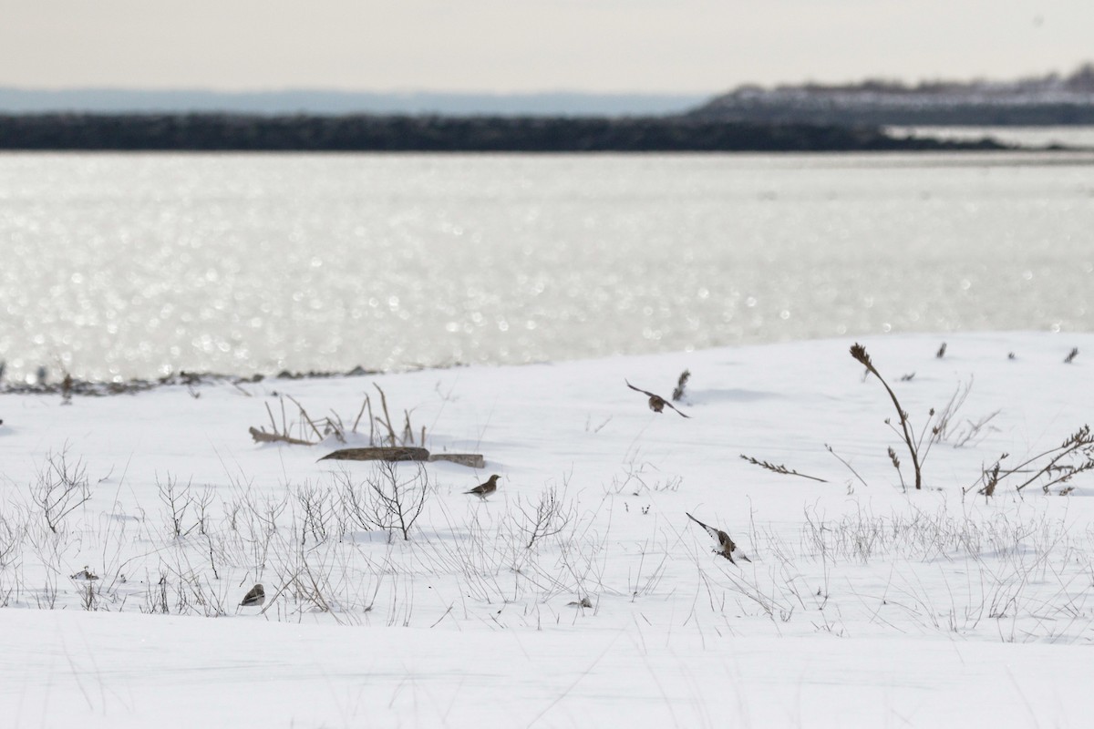 Snow Bunting - ML647718392