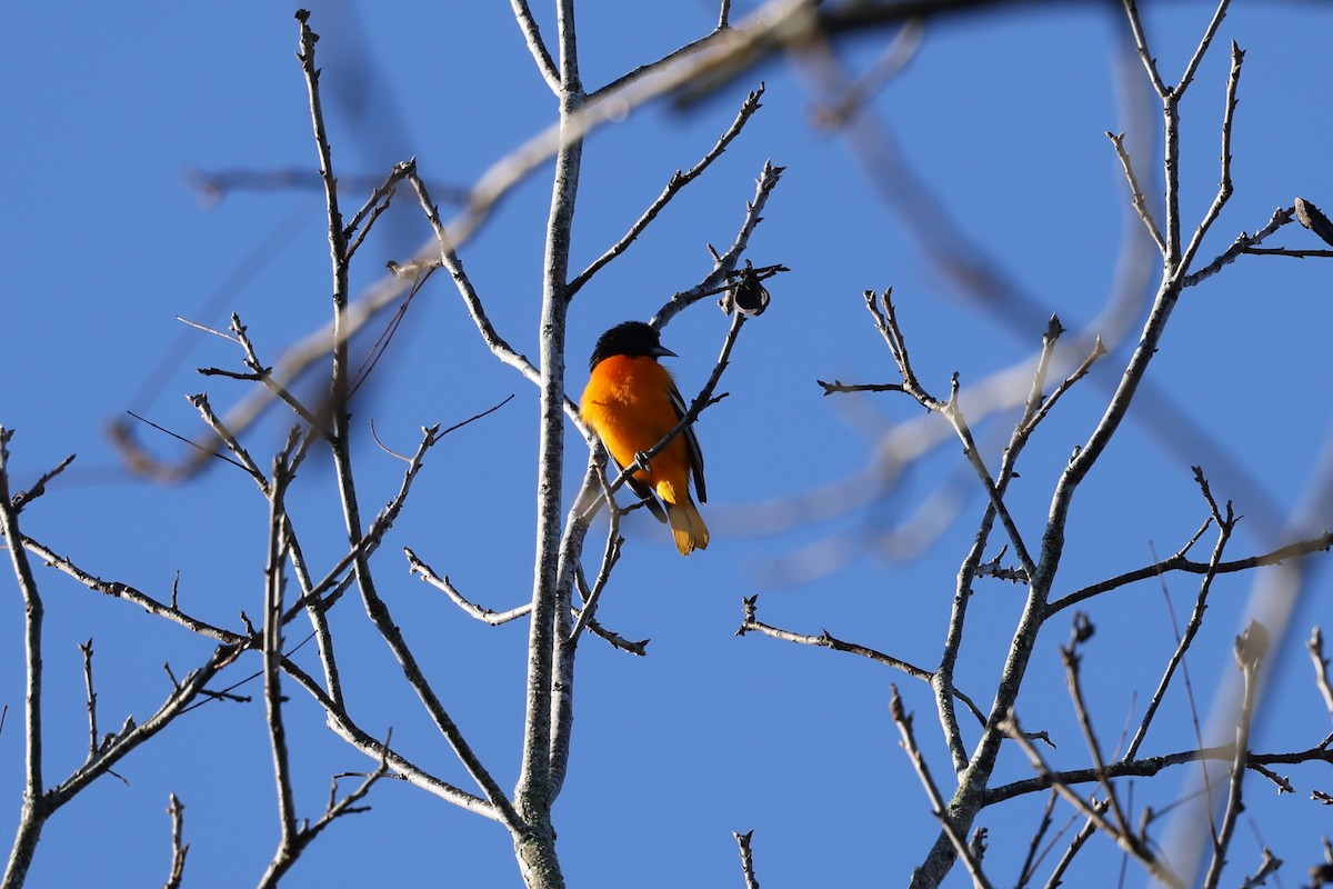 Балтиморский трупиал - ML647718393