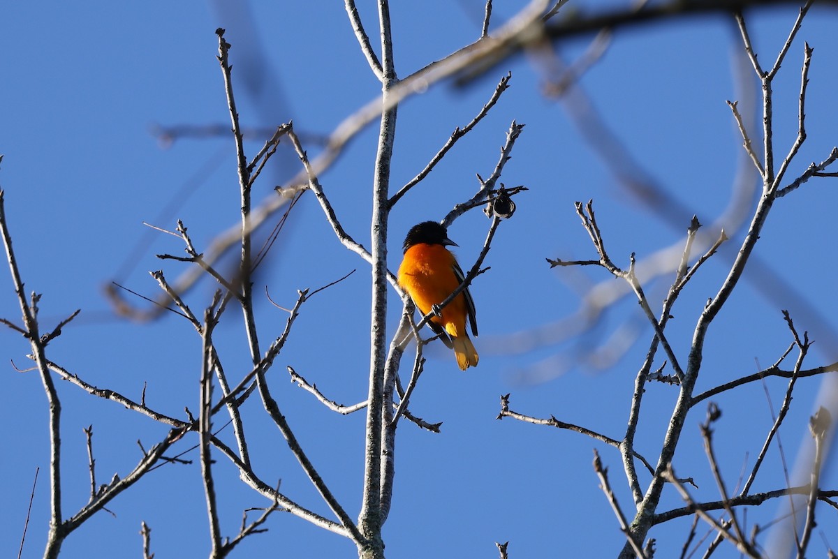 Балтиморский трупиал - ML647718394