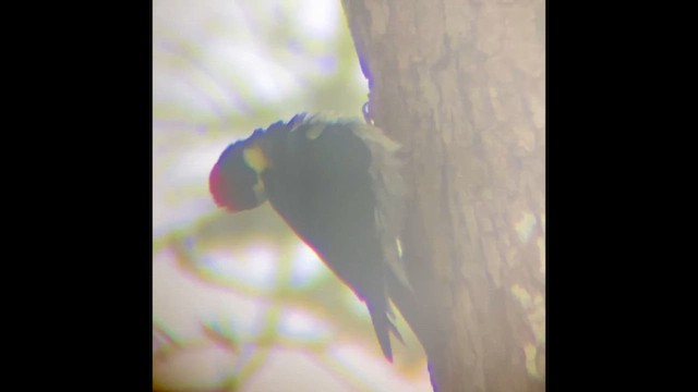 datel sběrač - ML647718401