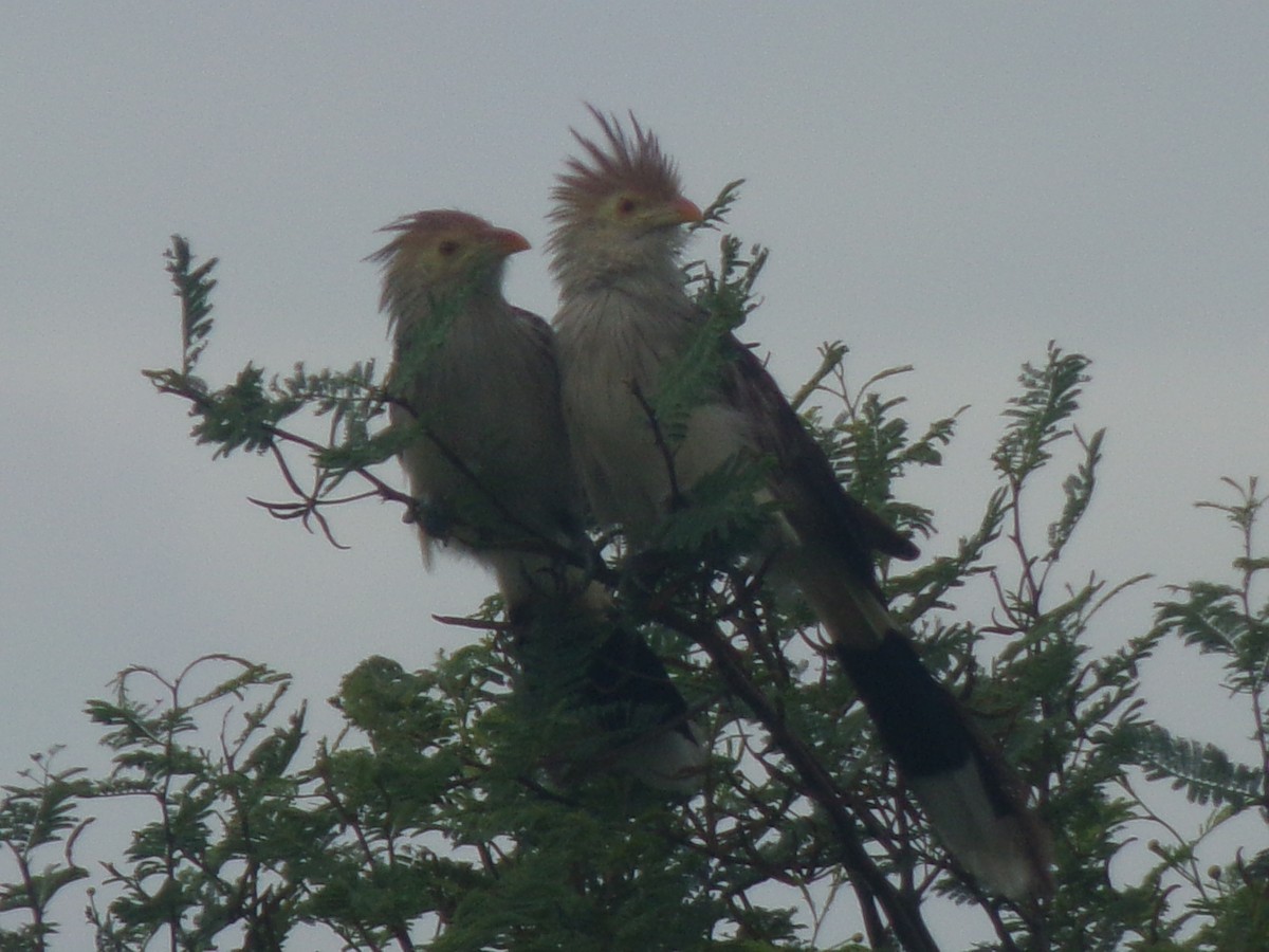 Guira Guguğu - ML647718426