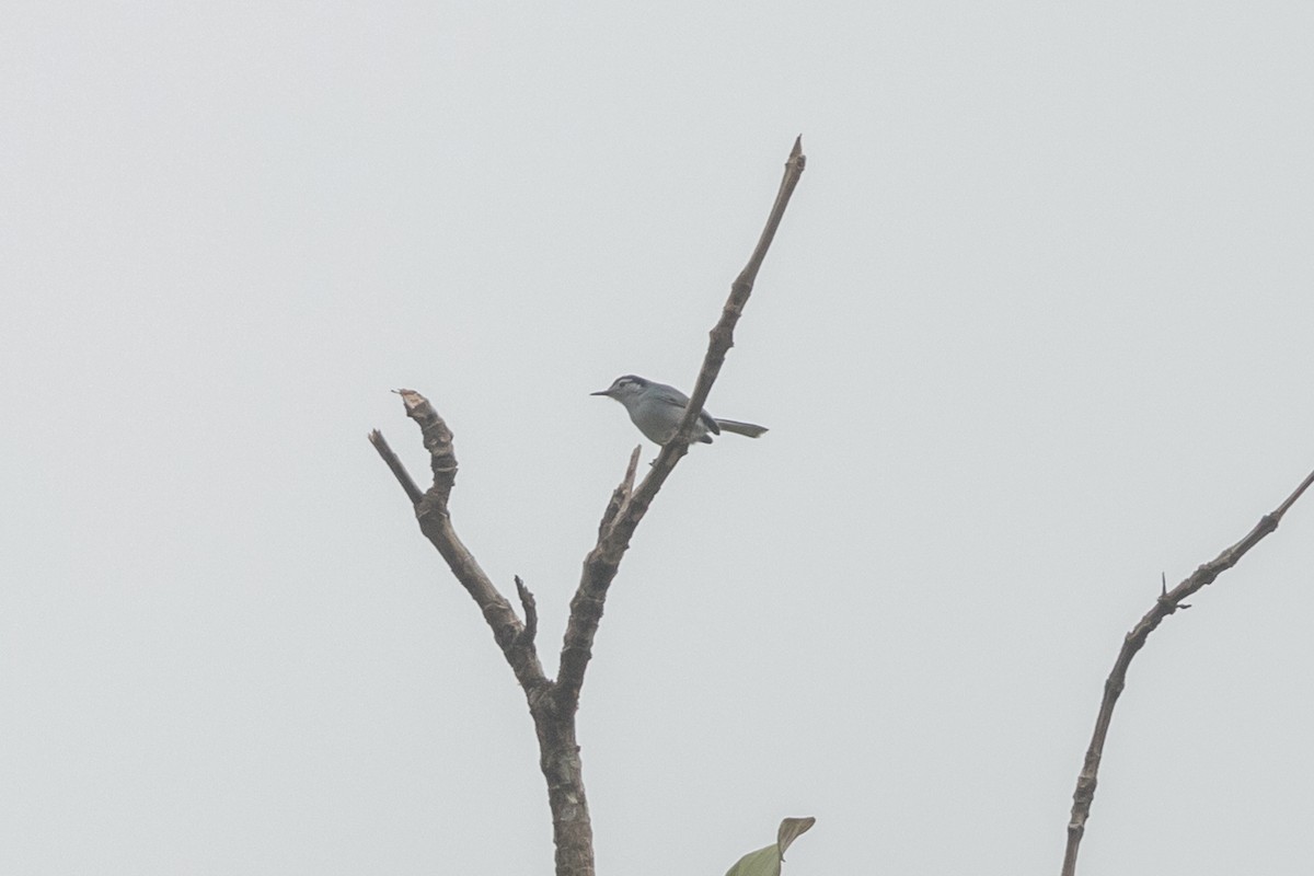 White-browed Gnatcatcher - ML647718447