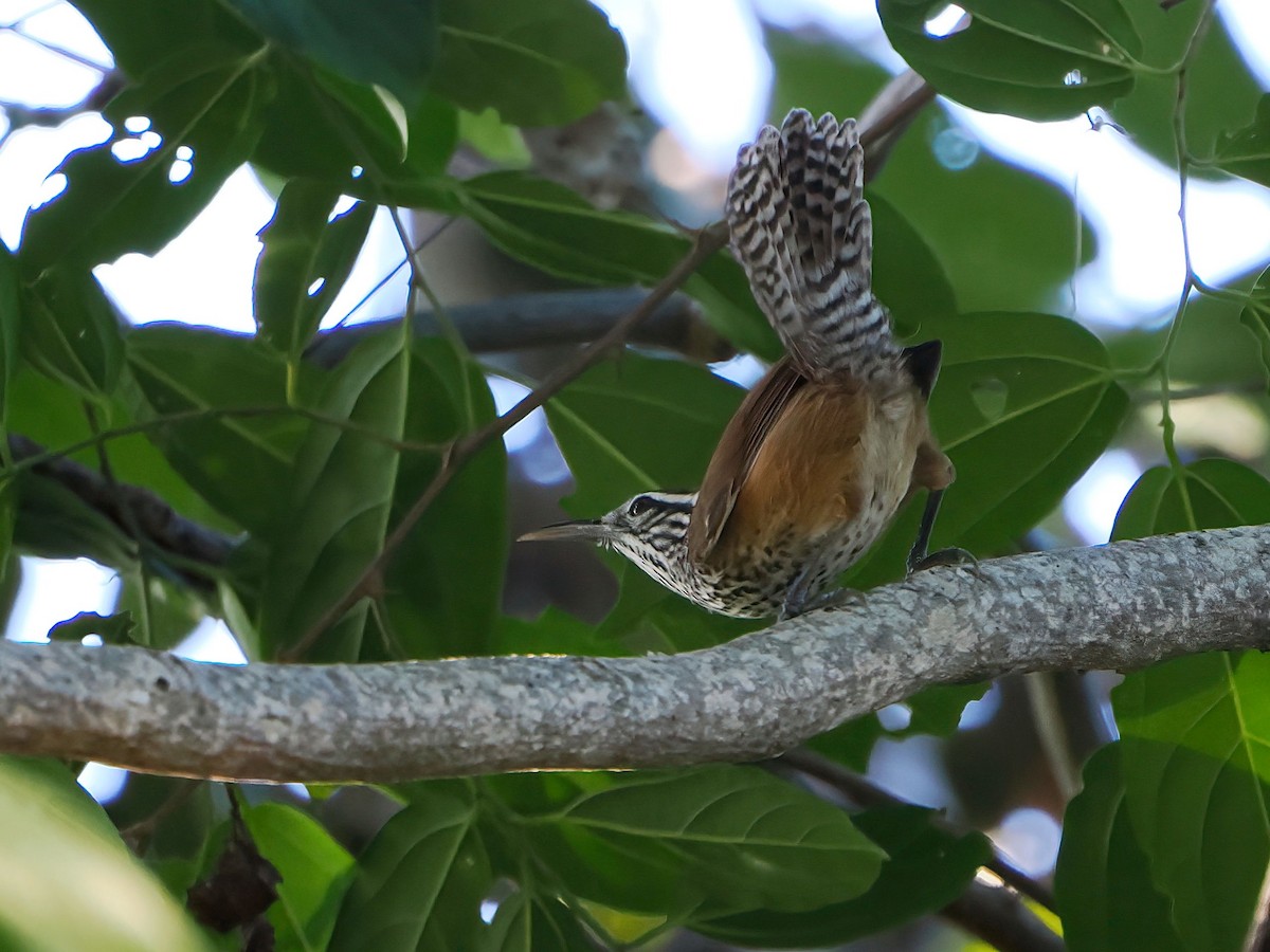 Spot-breasted Wren - ML647718469