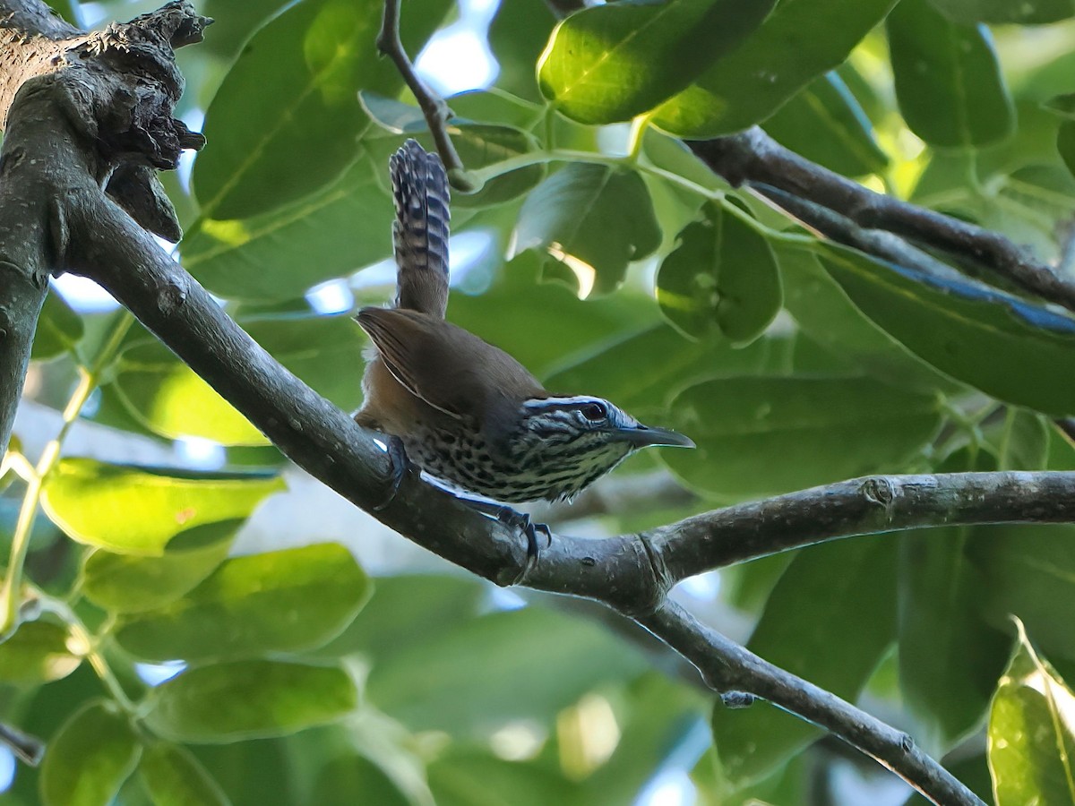 Spot-breasted Wren - ML647718470