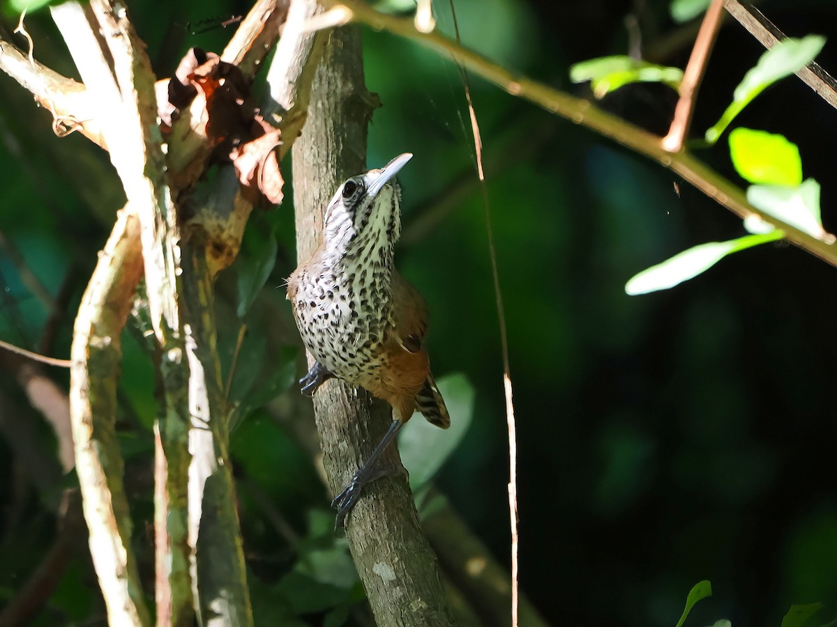 Spot-breasted Wren - ML647718471