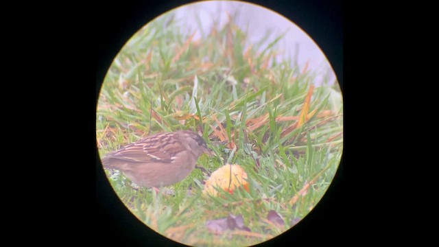 Golden-crowned Sparrow - ML647718473