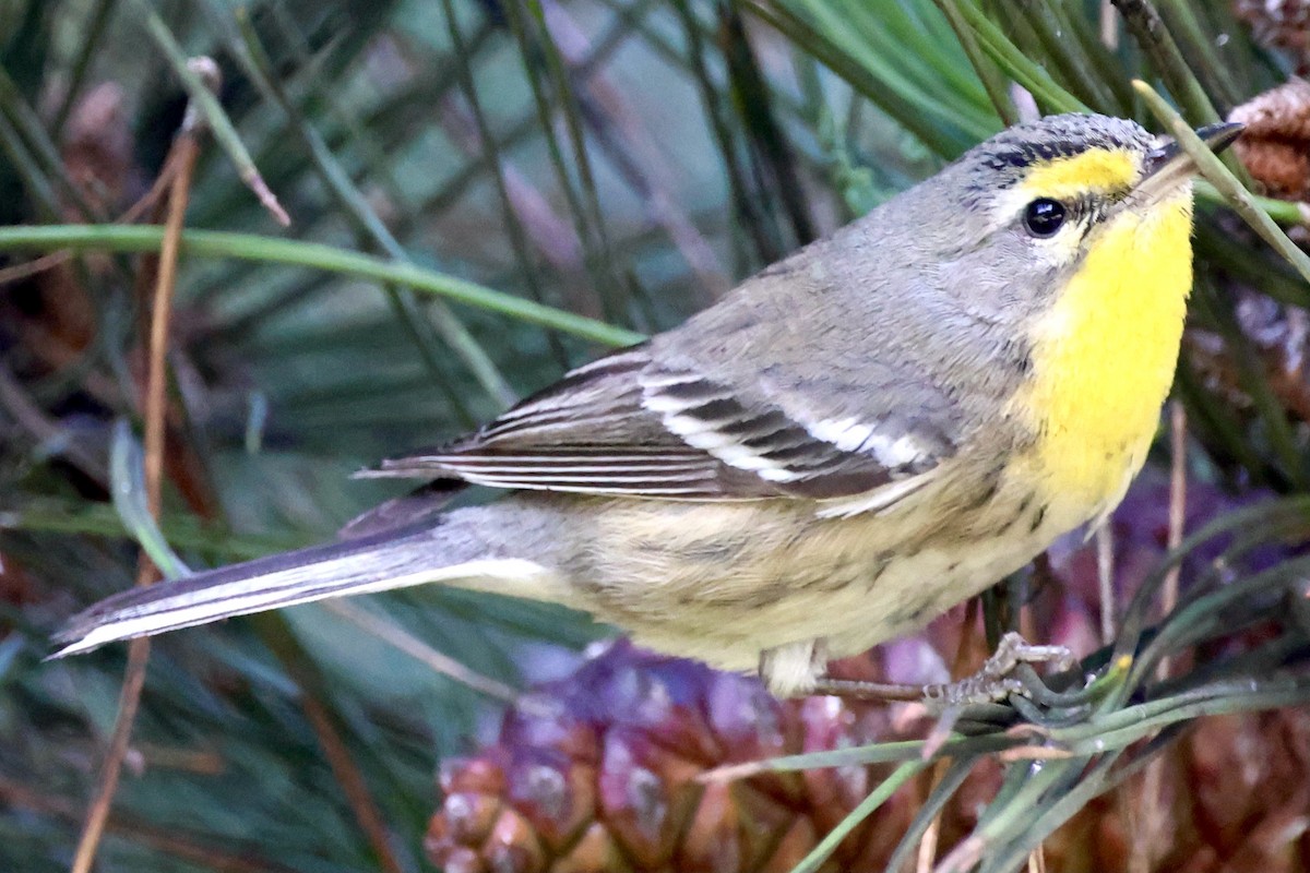 Reinita de Grace - ML647718490