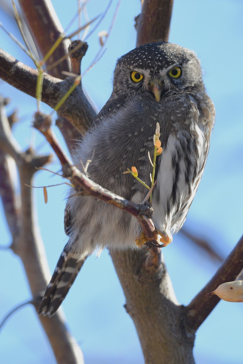 Northern Pygmy-Owl - ML647718542