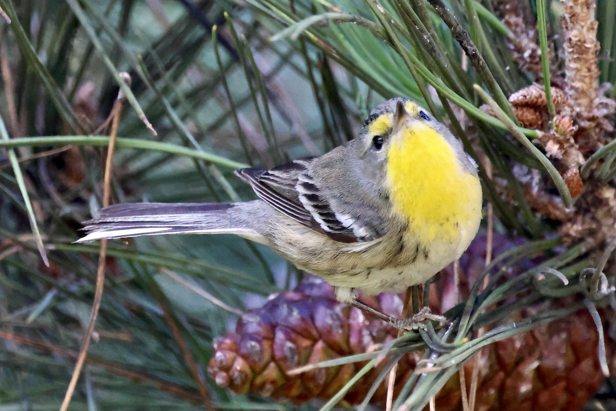 Reinita de Grace - ML647718561