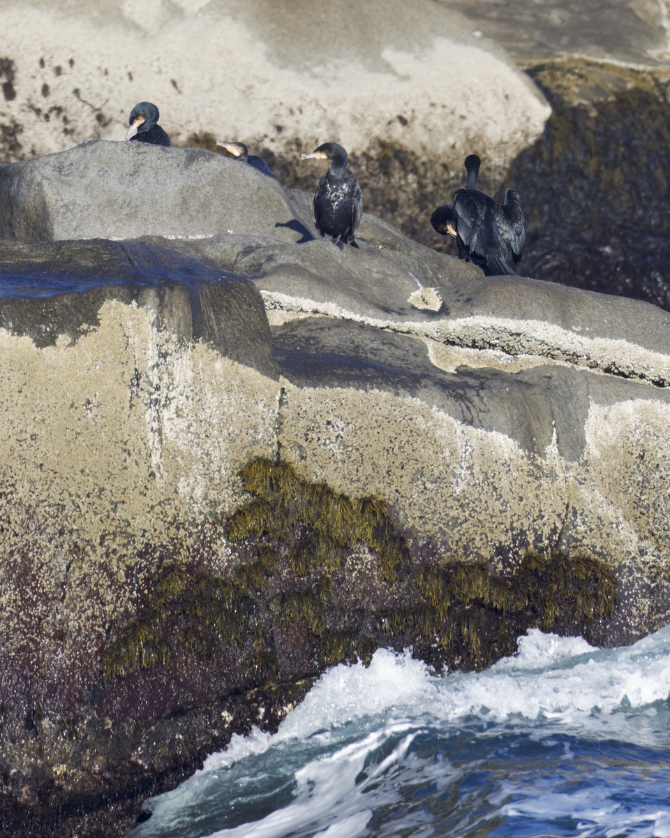 kormorán velký - ML647718562