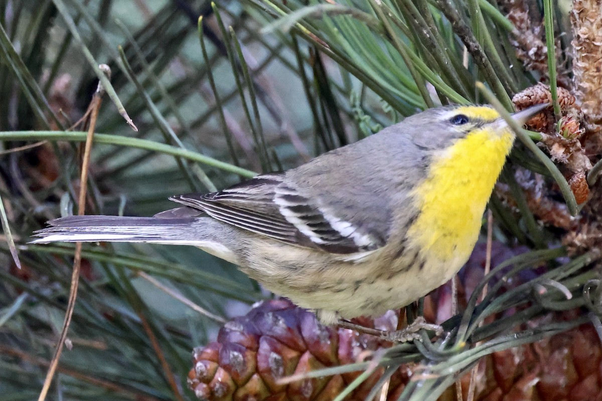 Reinita de Grace - ML647718573