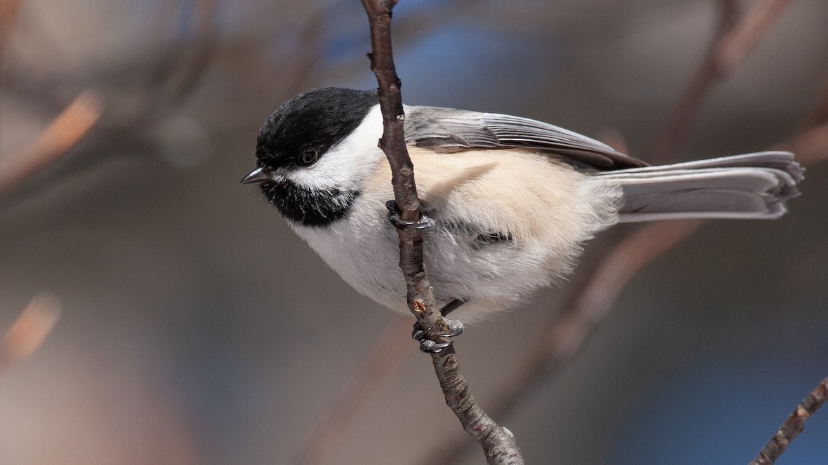 Black-capped Chickadee - ML647718579