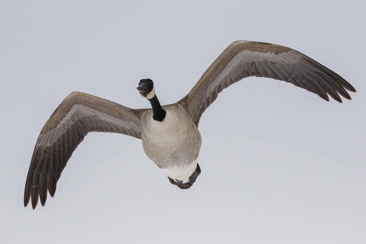 Canada Goose - ML647718581