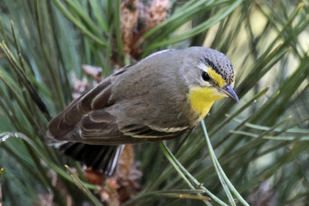 Reinita de Grace - ML647718588