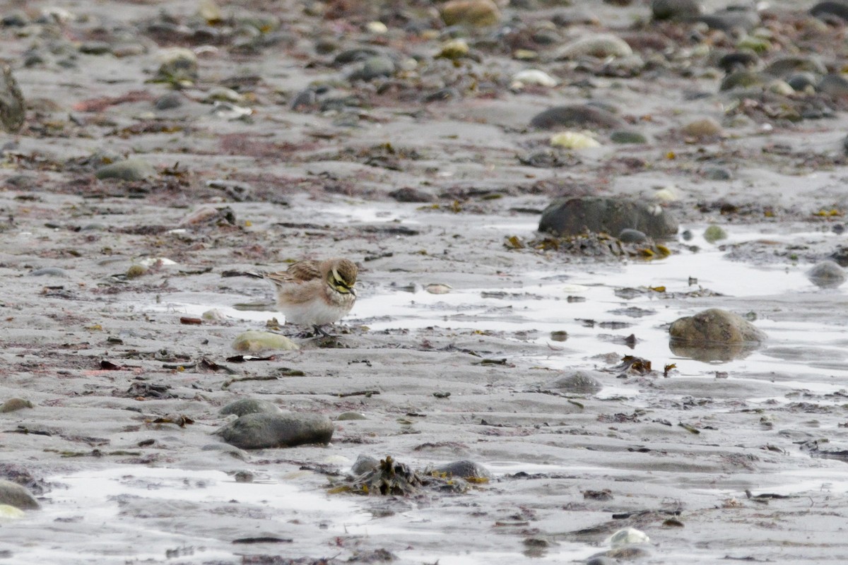 Horned Lark - ML647718589