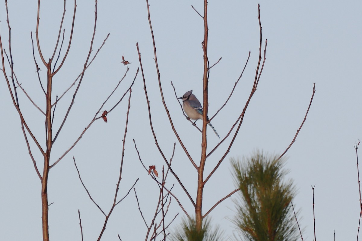 Blue Jay - ML647718590