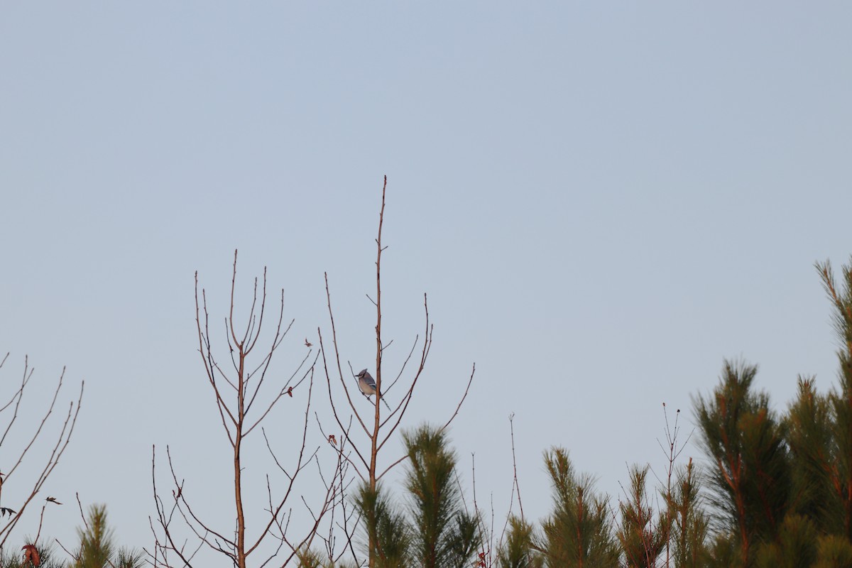 Blue Jay - ML647718591