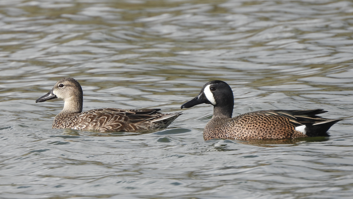 čírka modrokřídlá - ML647718606