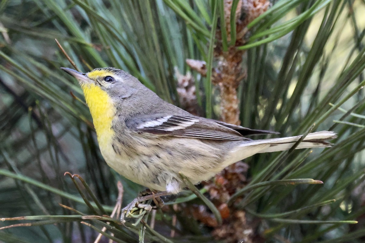 Reinita de Grace - ML647718619