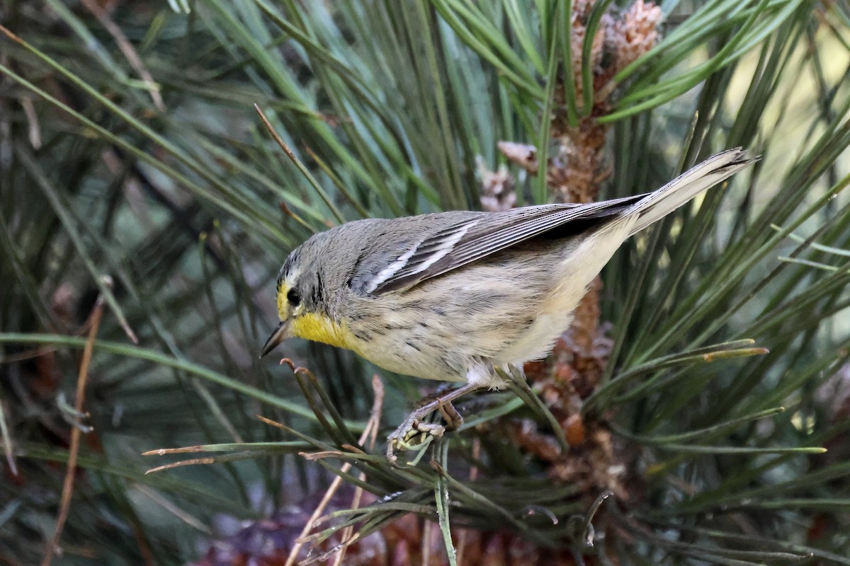 Reinita de Grace - ML647718633