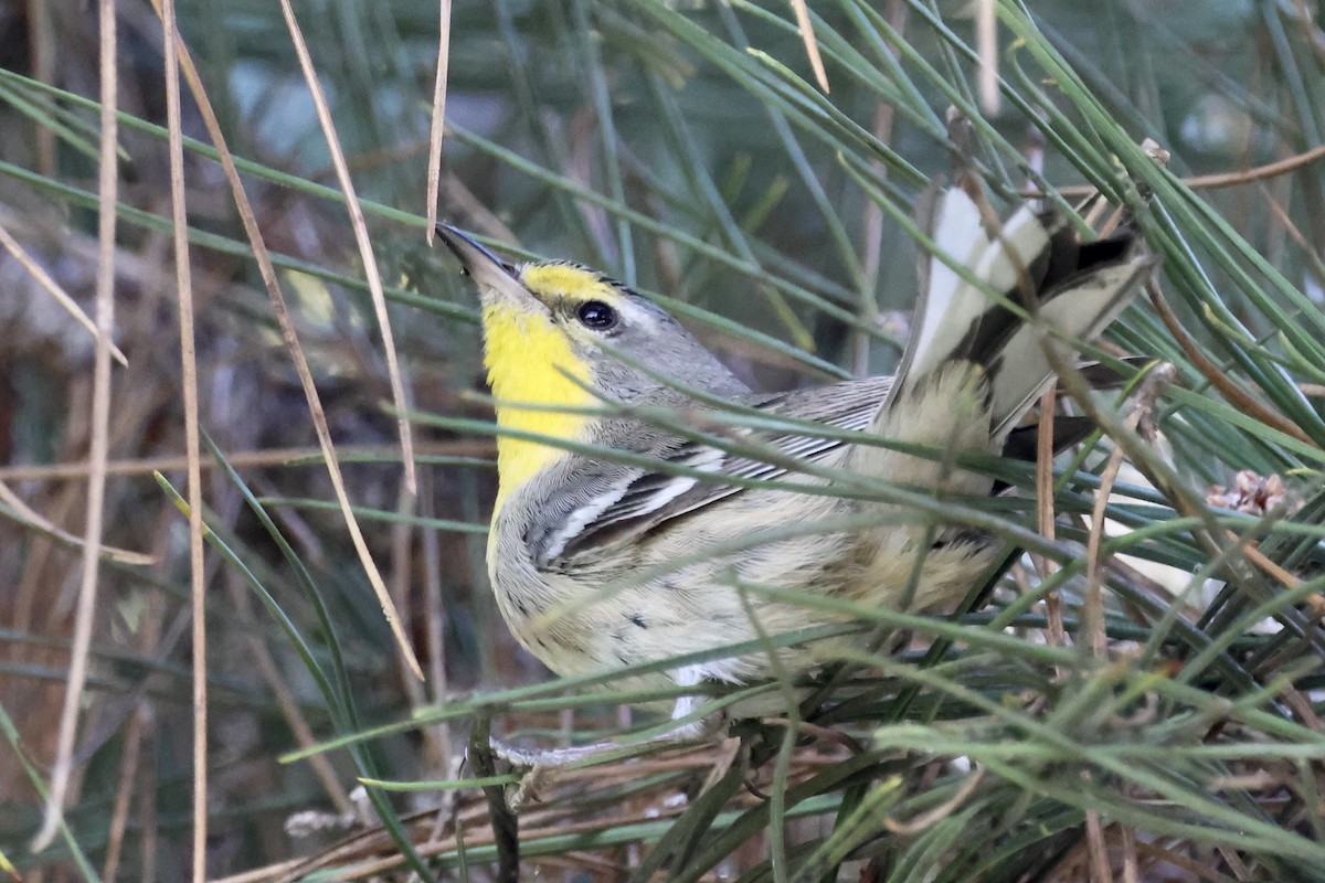 Reinita de Grace - ML647718640