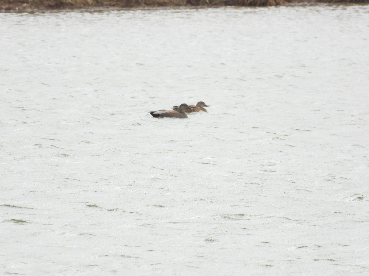 Boz Ördek - ML647718654