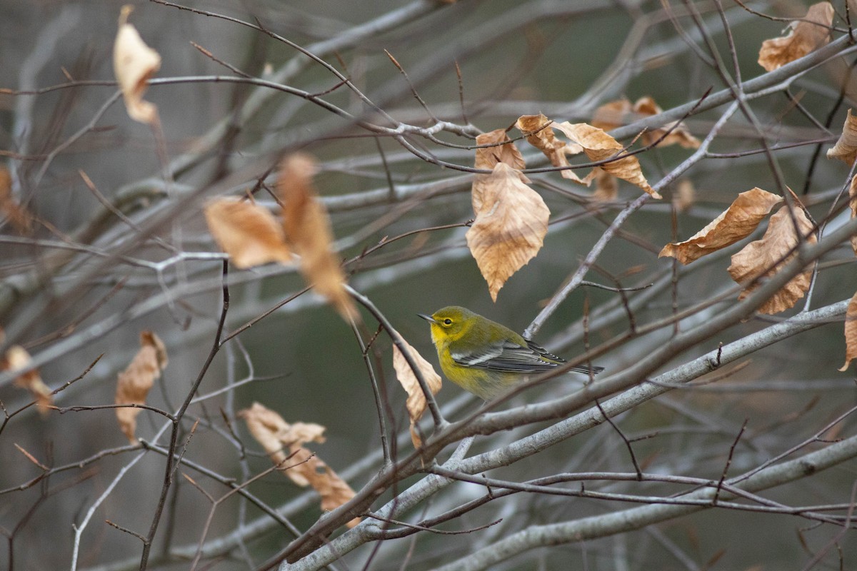 Kiefernwaldsänger - ML647718661