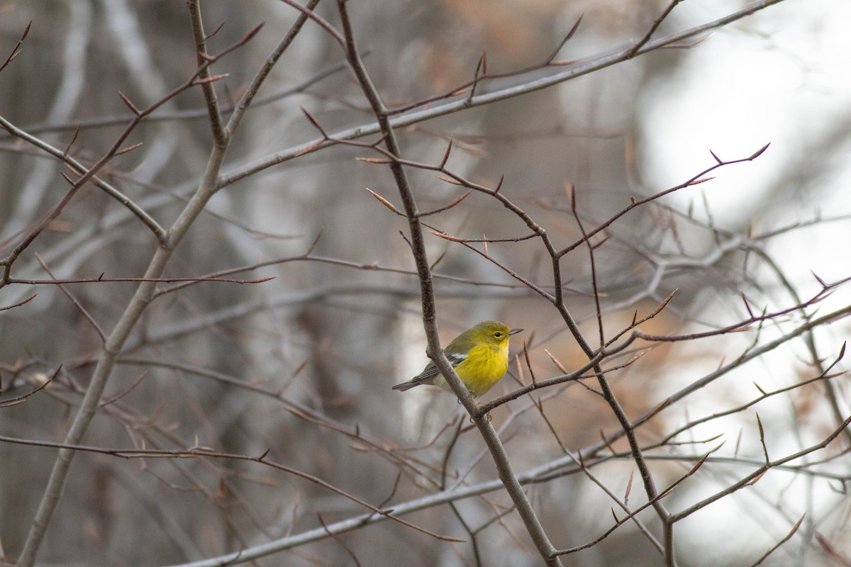 Kiefernwaldsänger - ML647718662