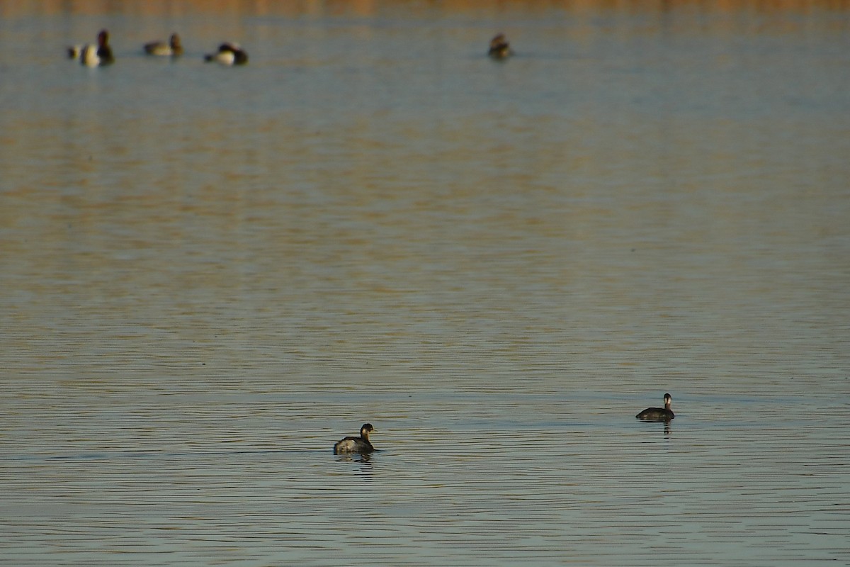 potápka černokrká - ML647718708