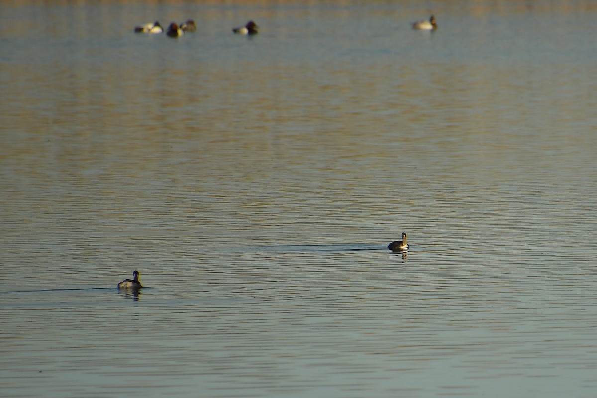 potápka černokrká - ML647718709