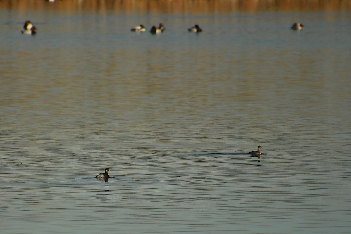 potápka černokrká - ML647718711