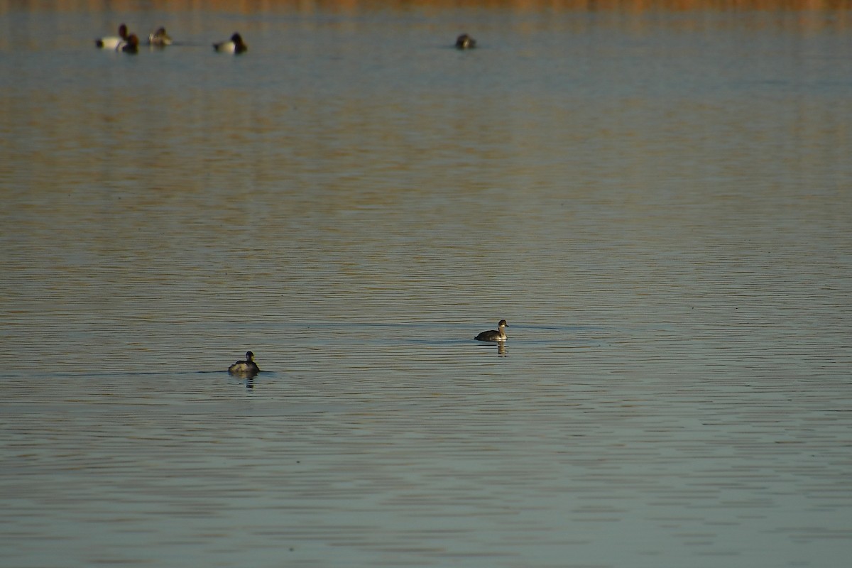 potápka černokrká - ML647718713