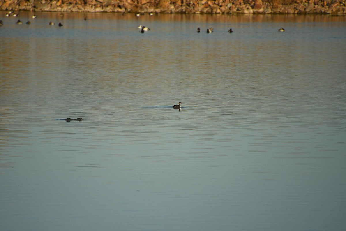 potápka černokrká - ML647718714