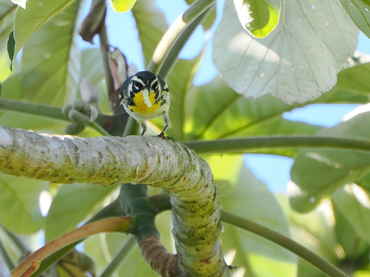 Goldkehl-Waldsänger - ML647718715