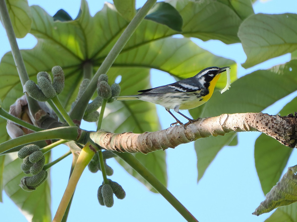 Goldkehl-Waldsänger - ML647718716