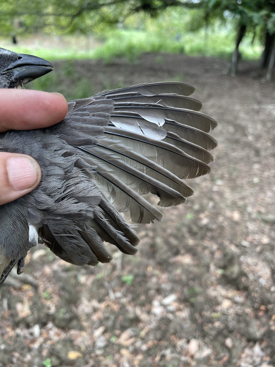 Olive-gray Saltator - ML647718724