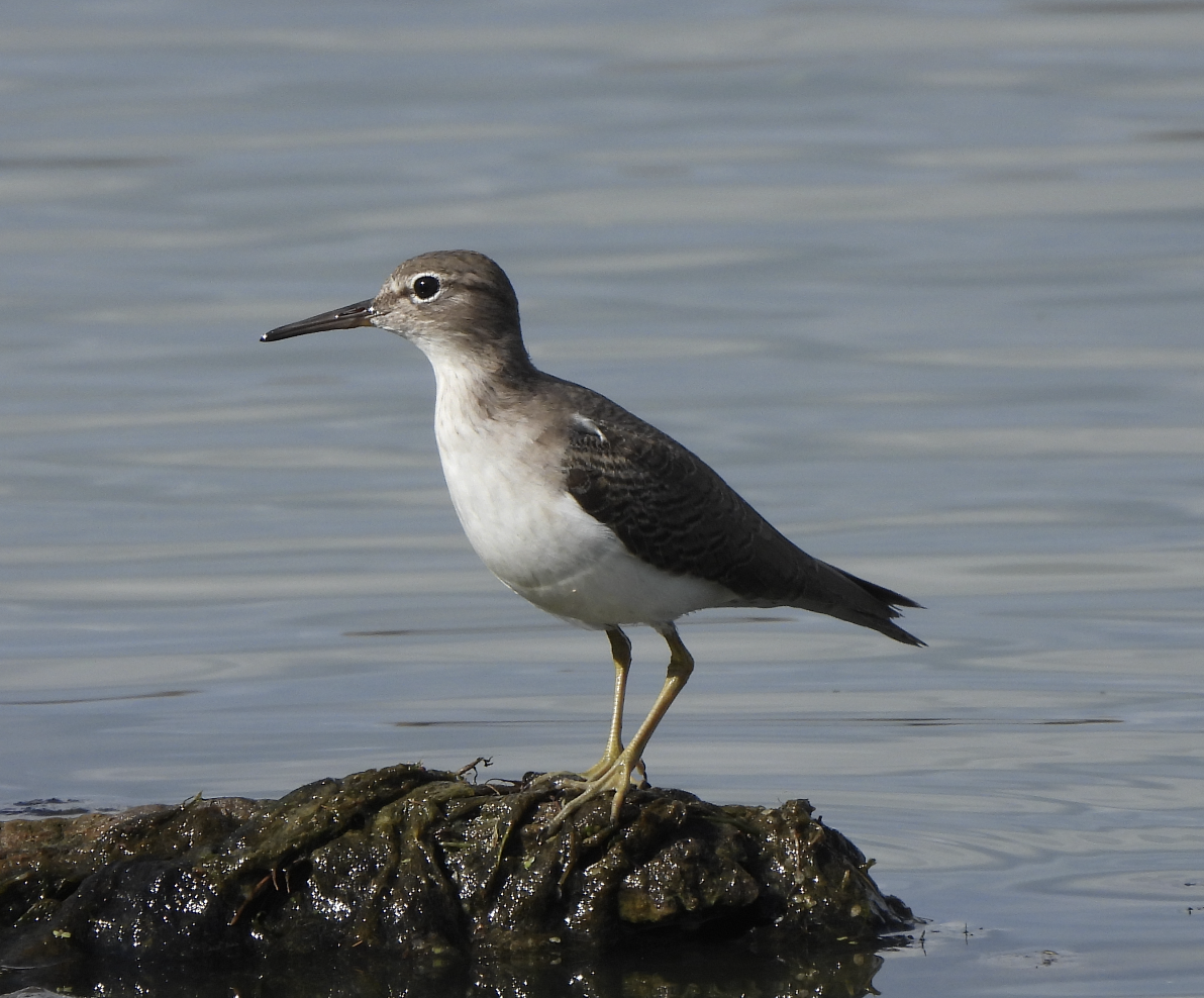 アメリカイソシギ - ML647718727