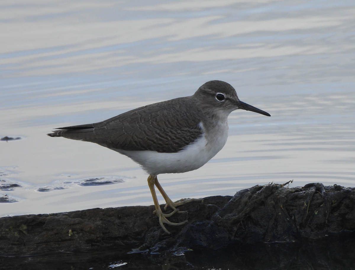 アメリカイソシギ - ML647718730