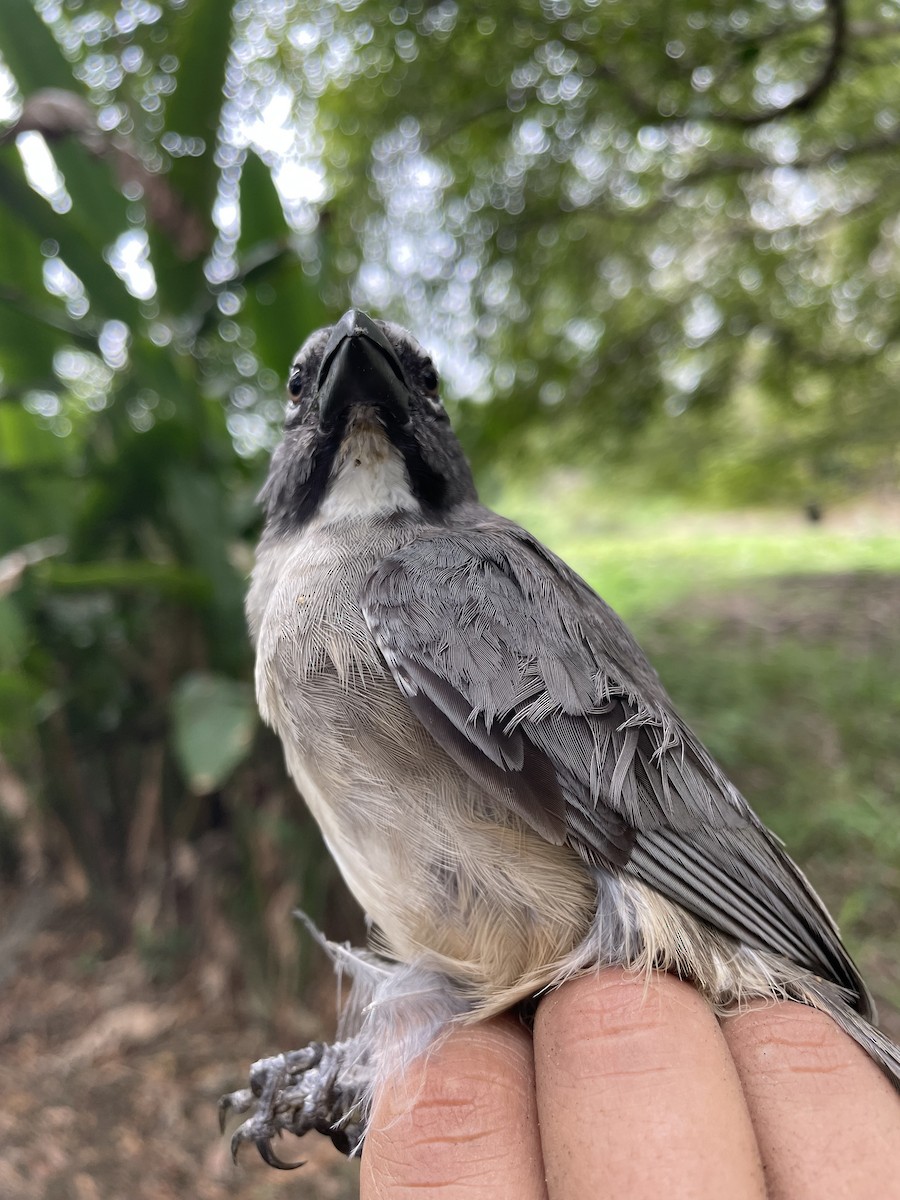 Olive-gray Saltator - ML647718733